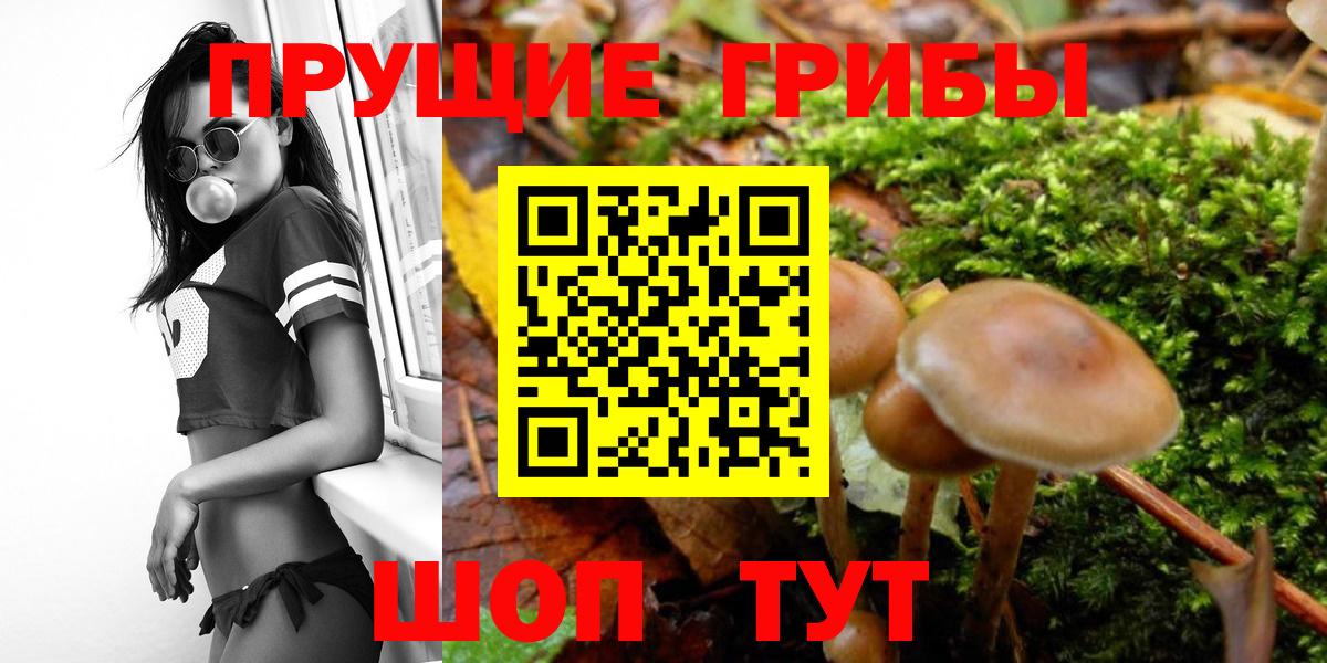 Галлюциногенные грибы Psilocybine cubensis Вязники